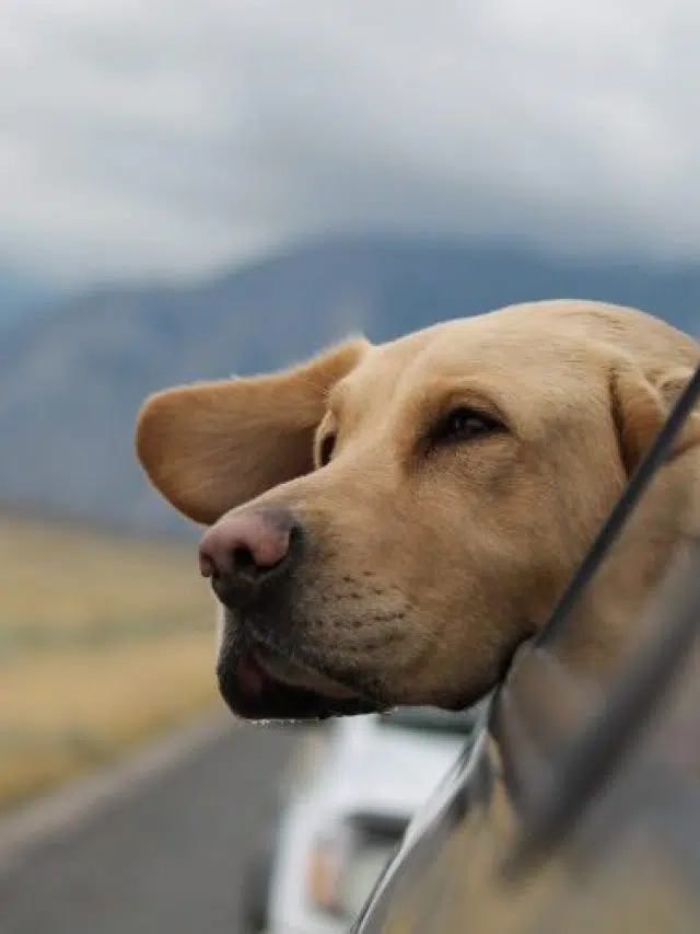 cropped-road-trip-with-dog-scaled-e1638832633535.jpg