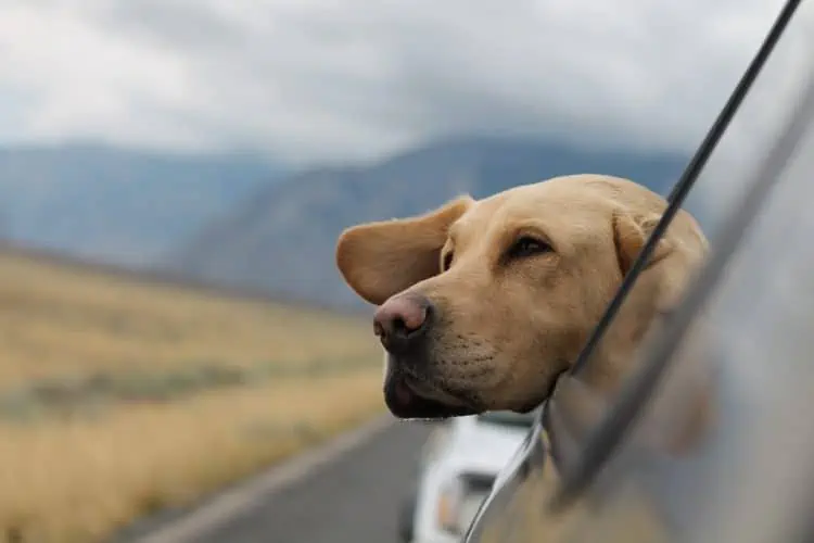 road trip with dog scaled e1638832633535 - 5 Reasons to Refinance Your Auto Loan (And Save Money)