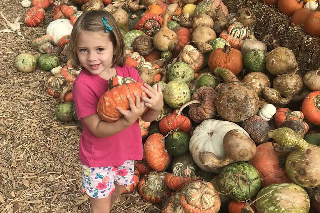 girl holding pumpkin dallas