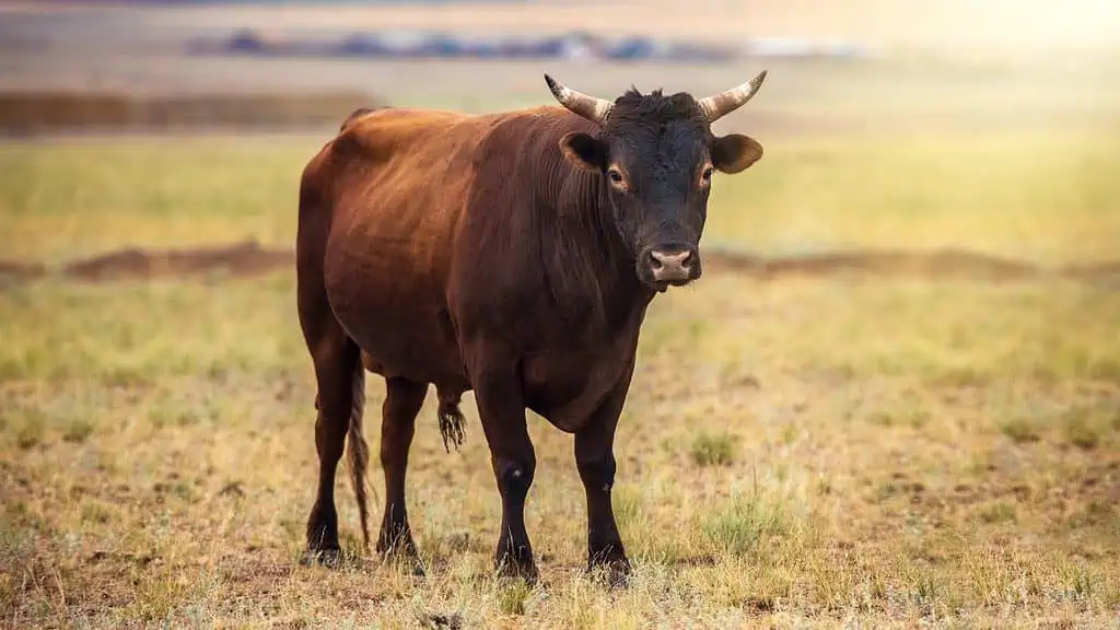 bull in field