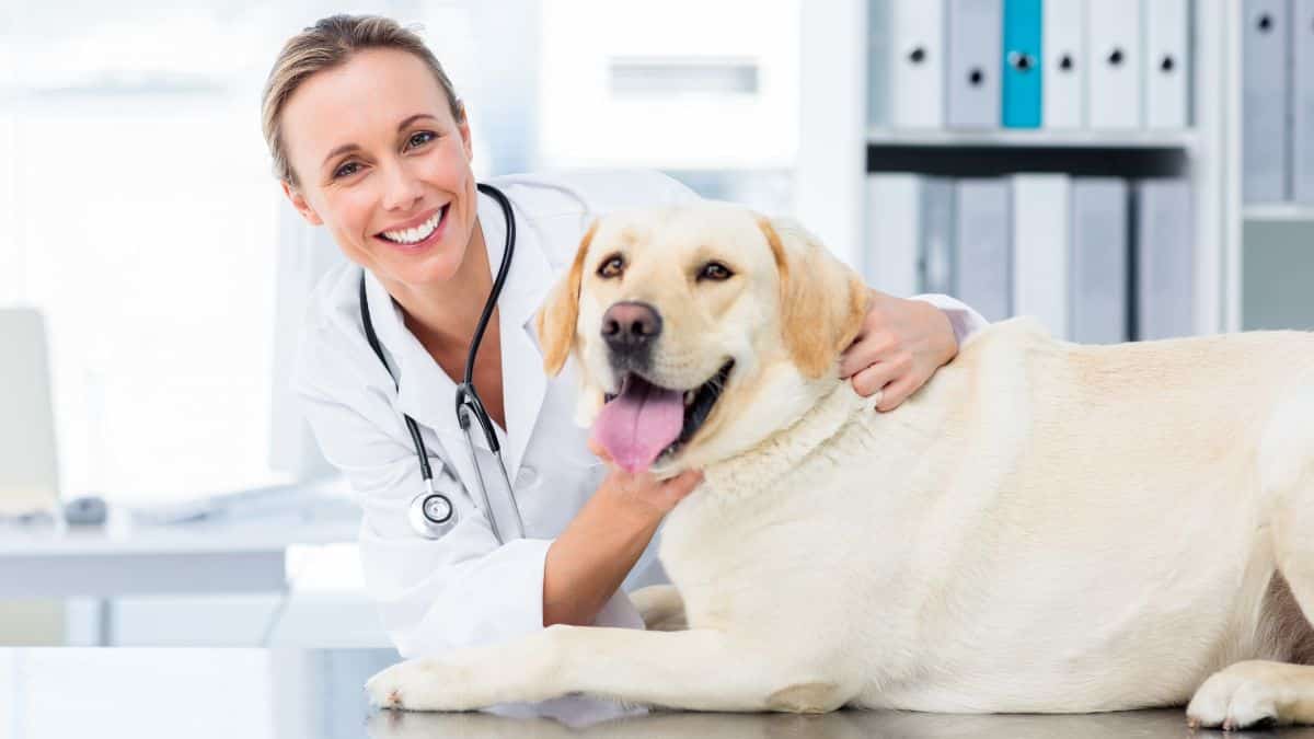 veterinarian