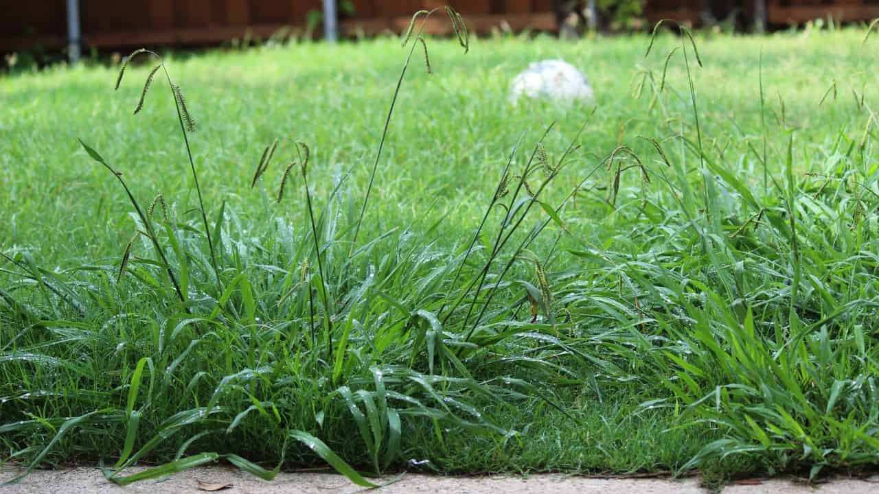 weeds ss - 10 Compelling Reasons Not to Hate Your HOA