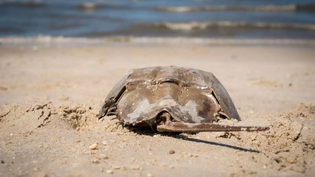 horseshoe crab ss - 16 Most Outrageously Expensive Liquids in the World - Up to $1 Billion/Gallon