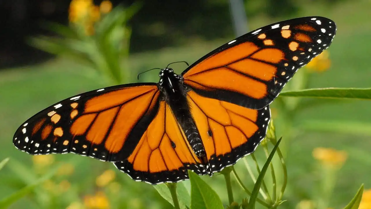 monarch butterfly ss - 11 Popular Trends That Quietly Disappeared Over the Years - And Nobody Noticed