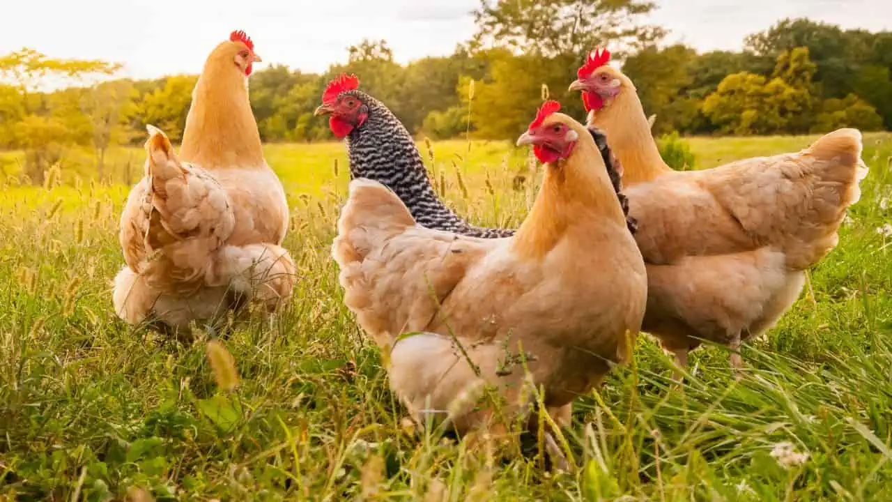 chickens ss - Astraphobia? 10 Seemingly "Normal" Jobs That People With These Phobias Could Never Do