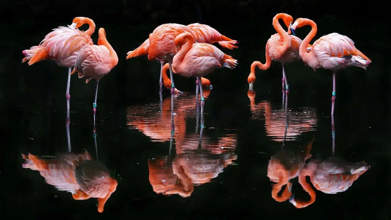 flamingos ss - 10 Fascinating Facts You Don't Need to Know - But Will Regret Scrolling Past