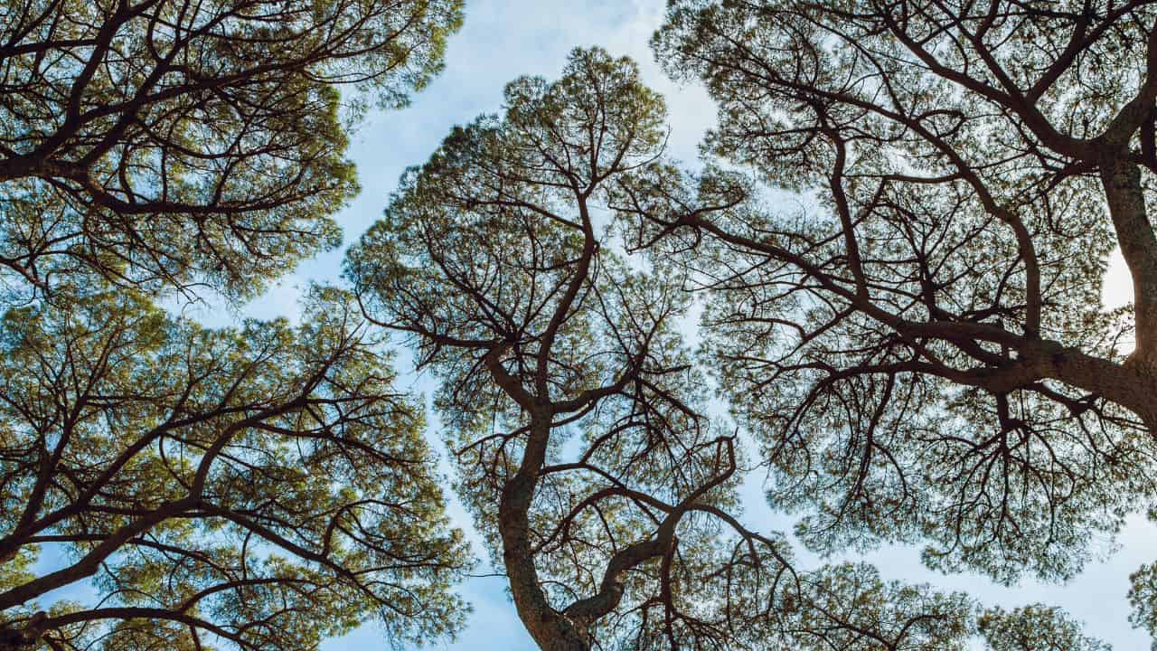 forest trees crown shyness ss - 10 Fascinating Facts You Don't Need to Know - But Will Regret Scrolling Past