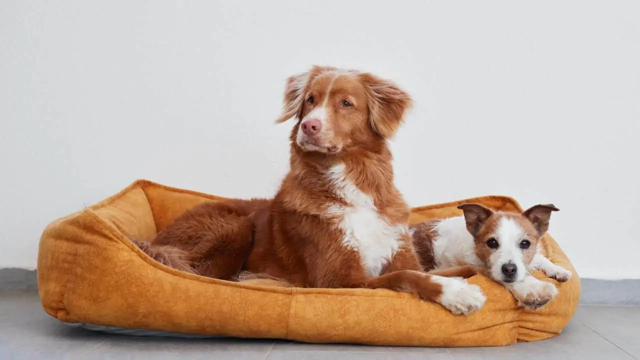 pet bed ss - 10 Things Shoppers Should Avoid Buying at Thrift Stores