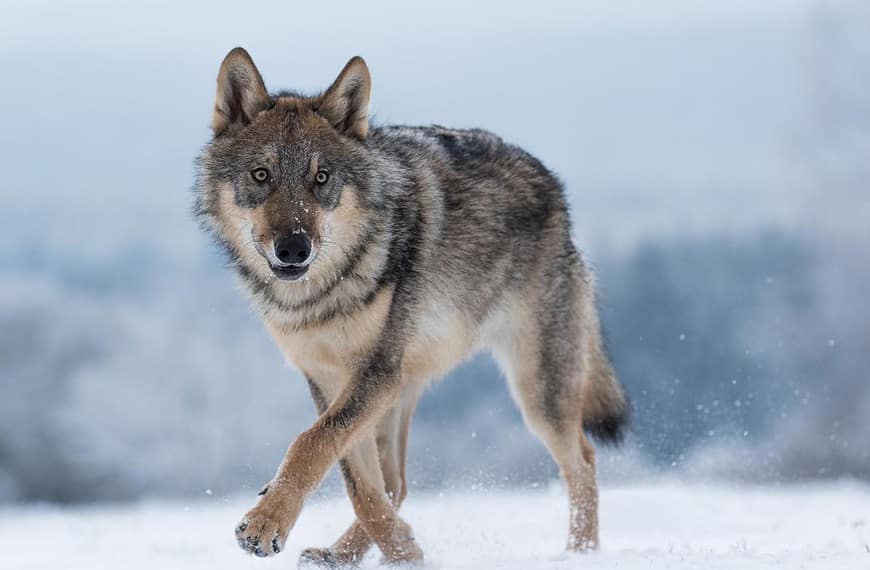 Wealthy Nickel 23 These Facts are Undisputed by Scientists – But Public Opinion Still Debates