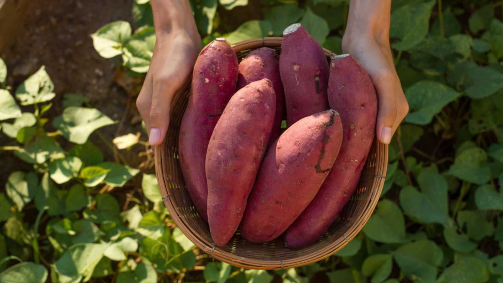 Sweet Potatoes