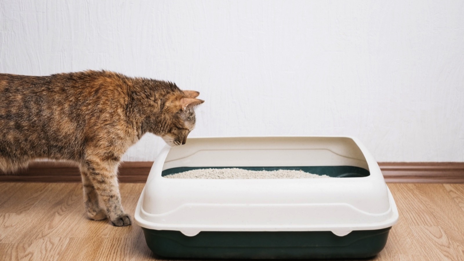 Grocery Budget Busters: 15 Essentials That Have Gotten Too Expensive for Average Americans 8 Cat Litter