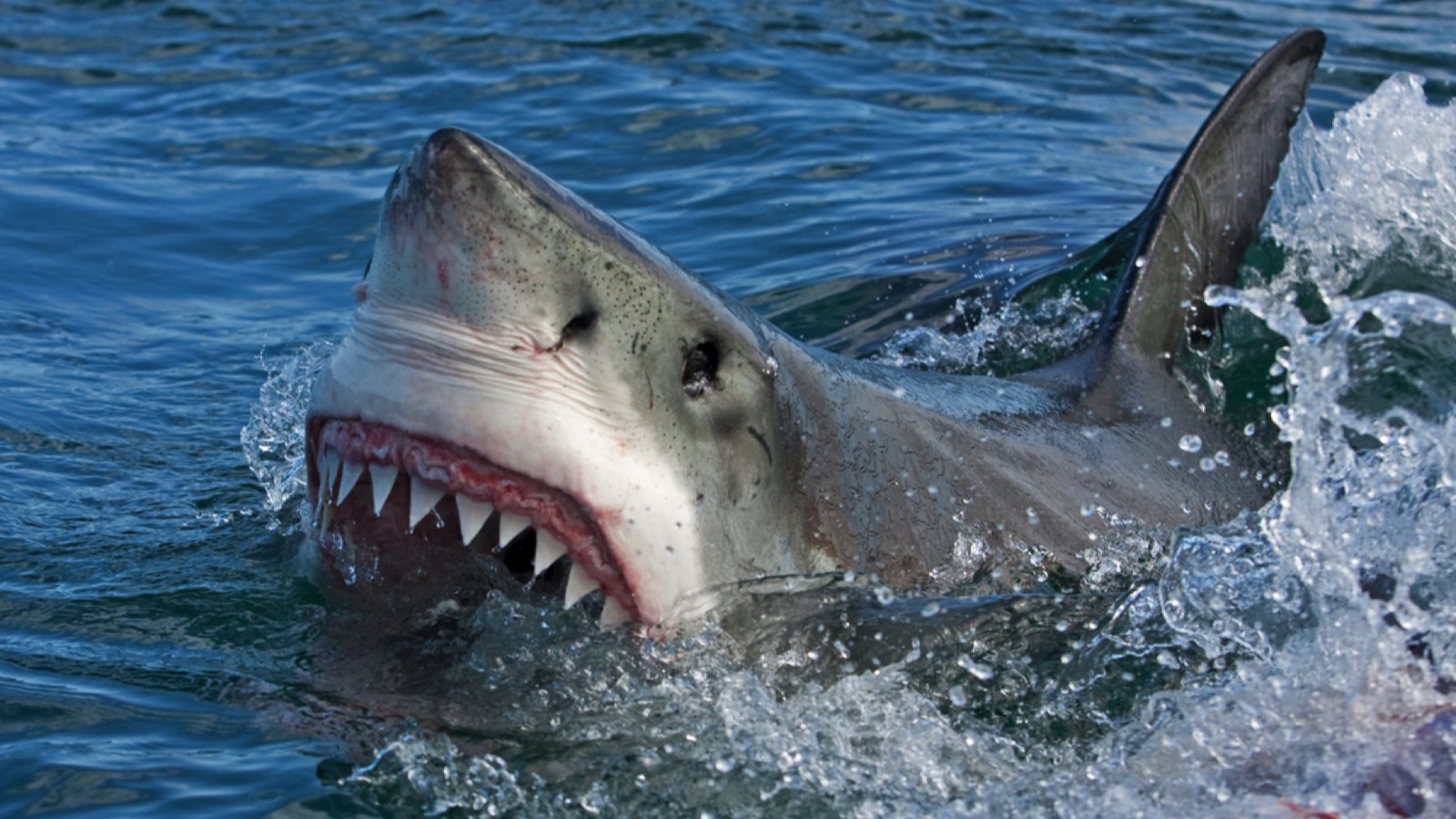 Lottery Mega Millions: 15 Things More Likely To Happen Than Winning the Jackpot 4 Shark Attack
